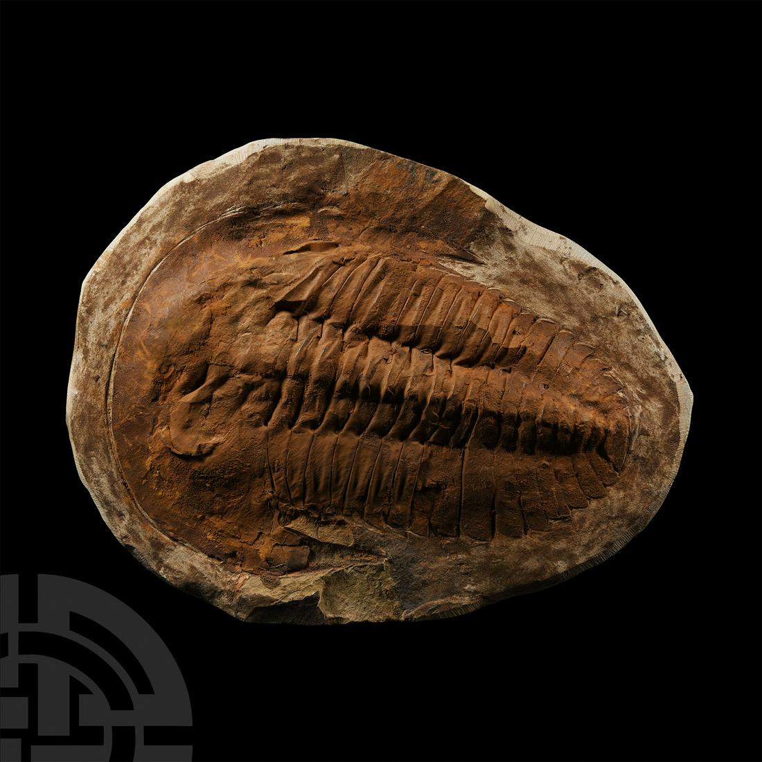 Natural History - Large Fossil Cambropallas Trilobite (1 of 1)