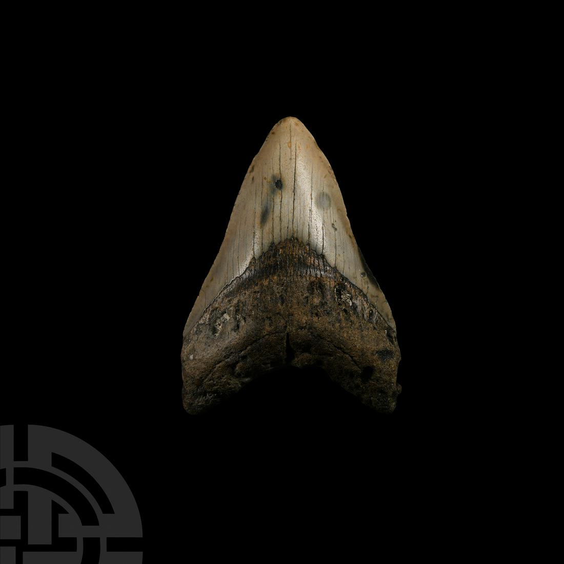 Natural History - Megalodon Giant Shark Fossil Tooth: Miocene-Pliocene Period, 23-3.5 million years B.P. A fossil Megalodon sp. giant shark tooth with remains of enamelling and serration. 217 grams, 11.2 cm (4 3/8 in.). Ex Lincolnshire, UK, collection. [