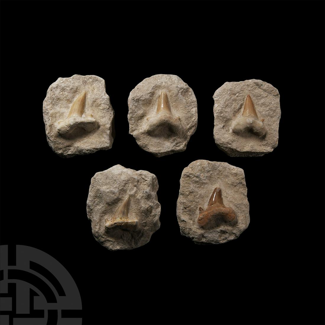 Natural History - Fossil Otodus Shark Teeth on Matrix Group: Eocene Period, 56-33 million years B.P. A group of five matrices, each set with an Otodus obliquus fossil shark's tooth with cusplet teeth and remains of enamelling. 479 grams total, 60-64 mm (2 3/8 -