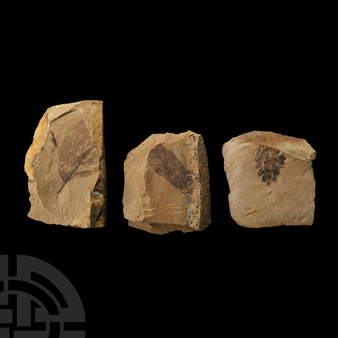 Natural History - Fossil Leaf Group (1 of 1)