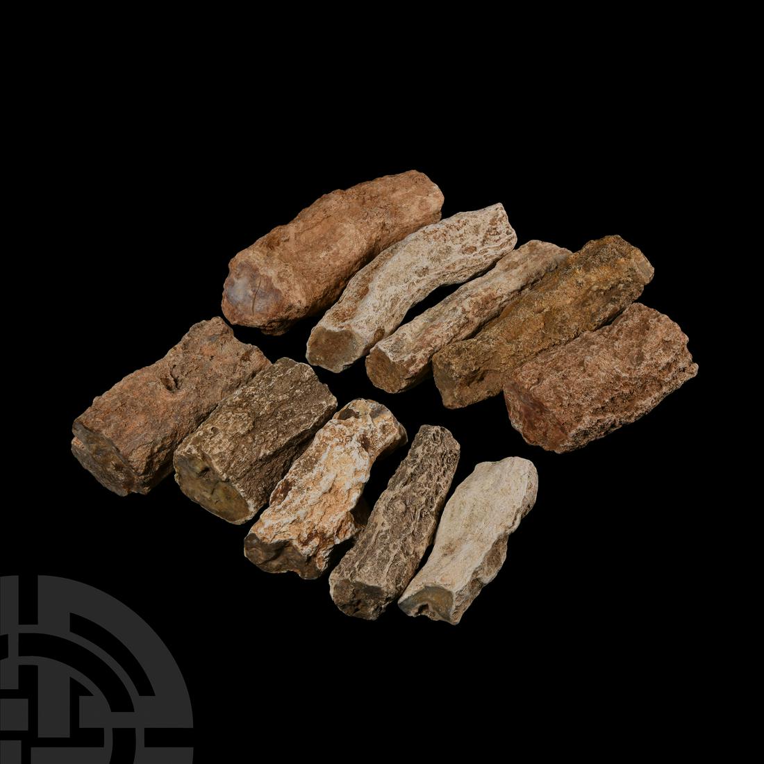 Natural History - Medium Uncut and Polished Fossilised Wood Branch Specimen Group (1 of 1)