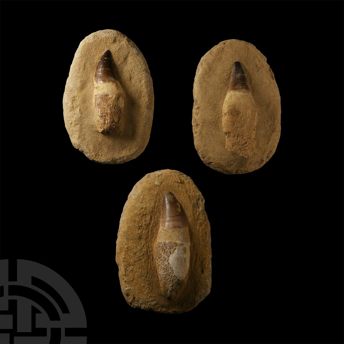 Natural History - Fossil Mosasaur Teeth Group: Cretaceous Period, 67-65 million years B.P. A trio of fossil Mosasaur sp. teeth with remains of root and enamelling, each set in an oval matrix. 1.4 kg total, 13.1-13.8 cm (5 1/8 - 5 3/8 in.). From Mo