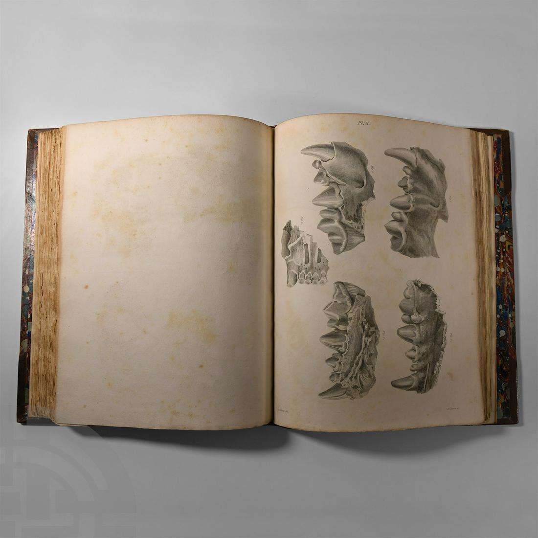 Natural History Books - Buckland - Reliquae Diluvianae: Published 1824 A.D. Buckland, Rev. William, Reliquae Diluvianae or Observations on the Organic Remains Contained in Caves, Fissures and Diluvial Gravel and on Other Geological Phenomena, John Murray,