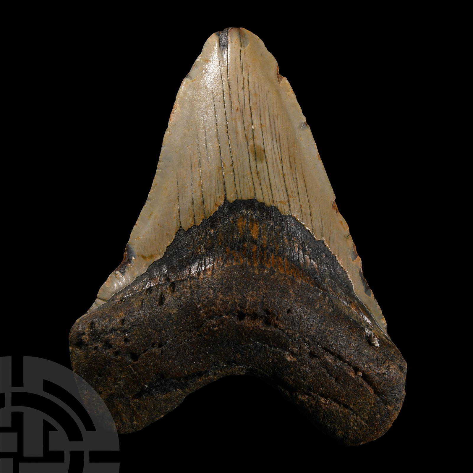 Natural History - Fossil Megalodon Tooth Auction