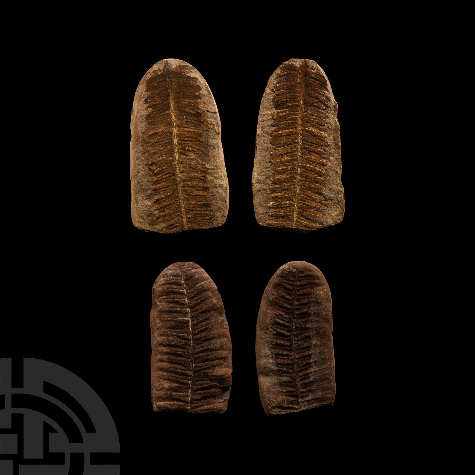 Natural History - Fossil Seed Fern Pair (1 of 1)