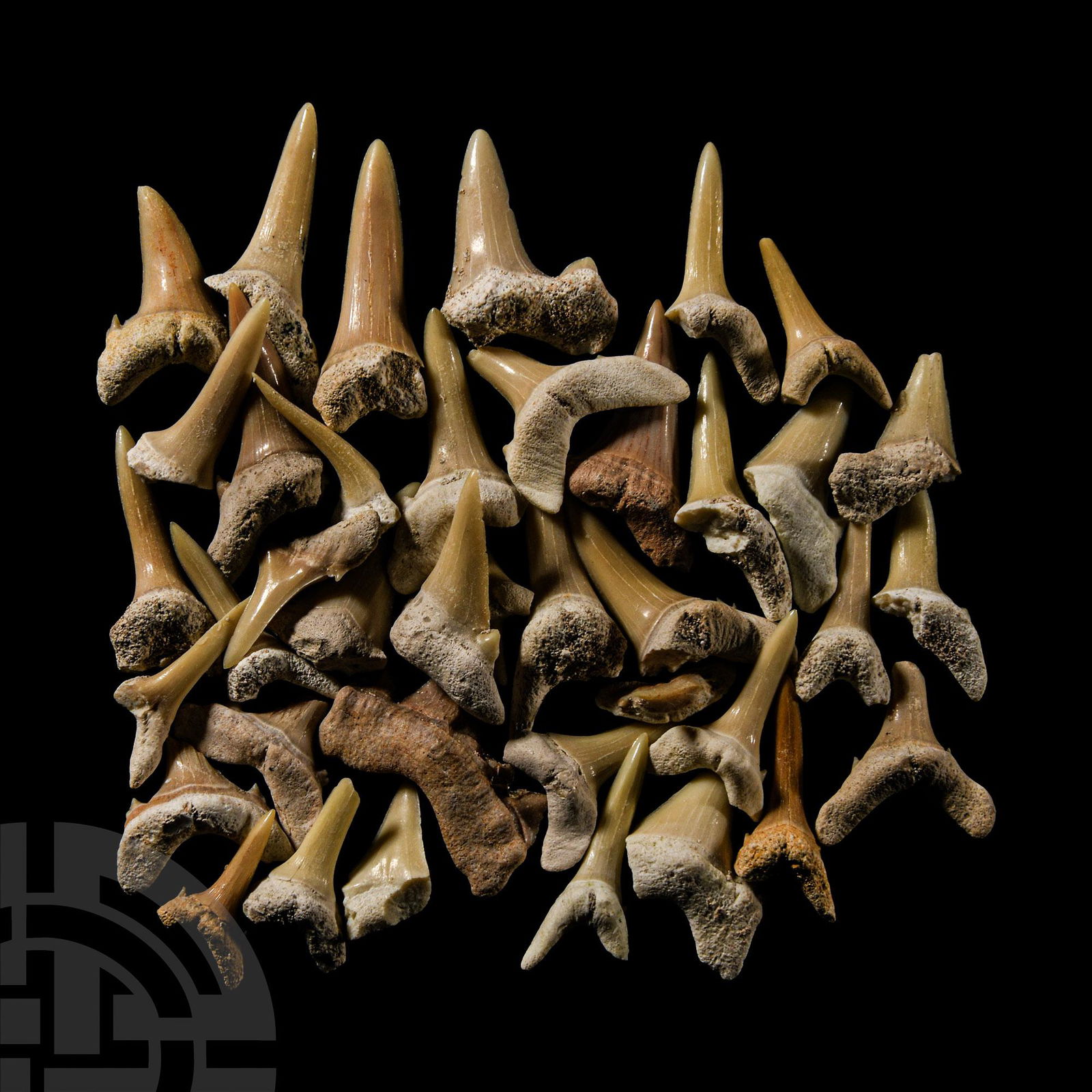 Natural History - Extinct Fossil Shark's Tooth Group: Cretaceous-Eocene Period, 70-50 million years B.P.. Comprising various examples in different sizes, some with cusplets. 30 grams total, 11-28 mm (3/8 - 1 in.). Ex Lincolnshire, UK, collection. [39, No