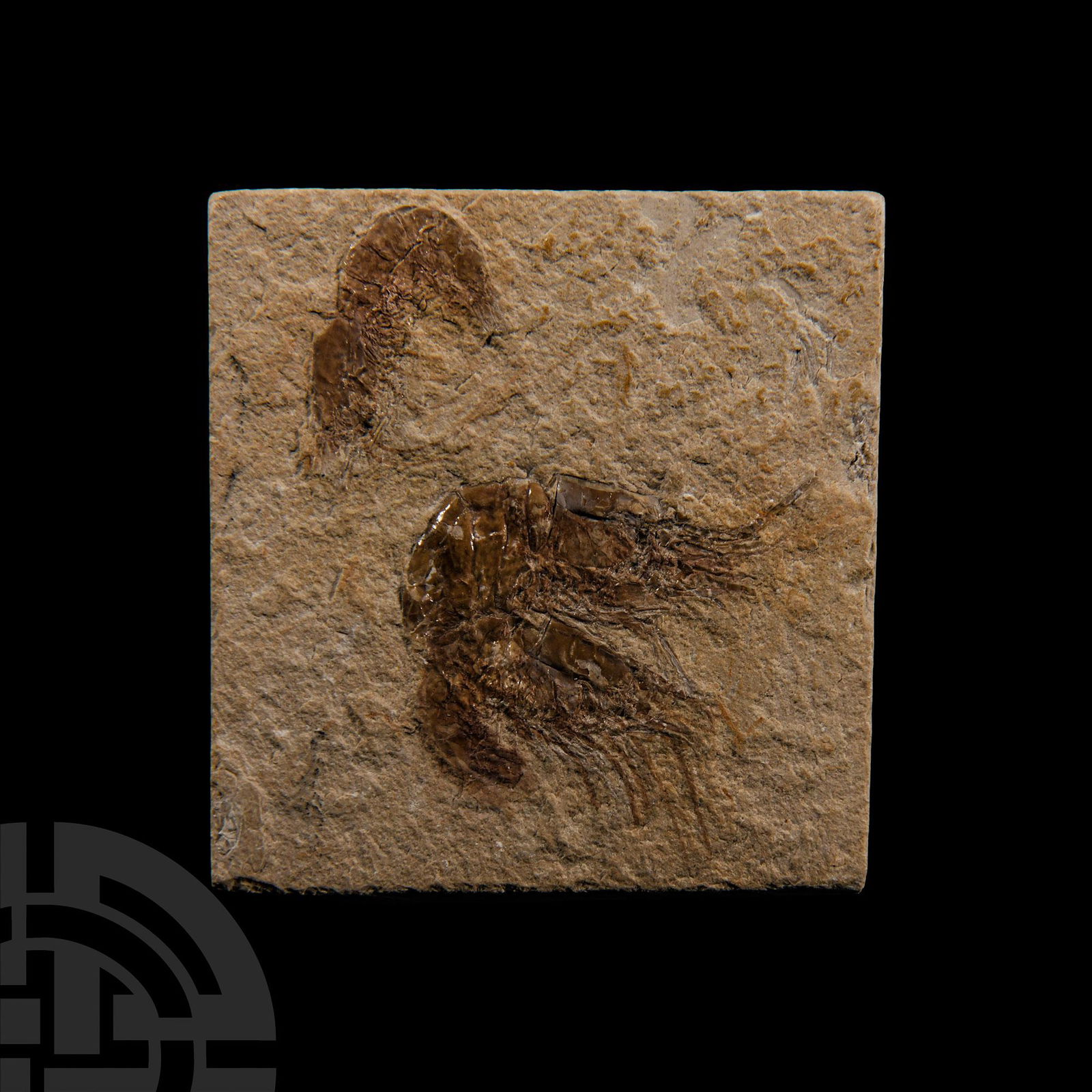 Natural History - Fossil Shrimps: Late Cretaceous Period, Cenomanian Stage, circa 100.5-93.9 million years B.P.. On a sedimentary matrix comprising three Carpopenaeus callirostris specimens. 123 grams, 69 x 66 mm (2 3/4 x 2 1/2 in.).
