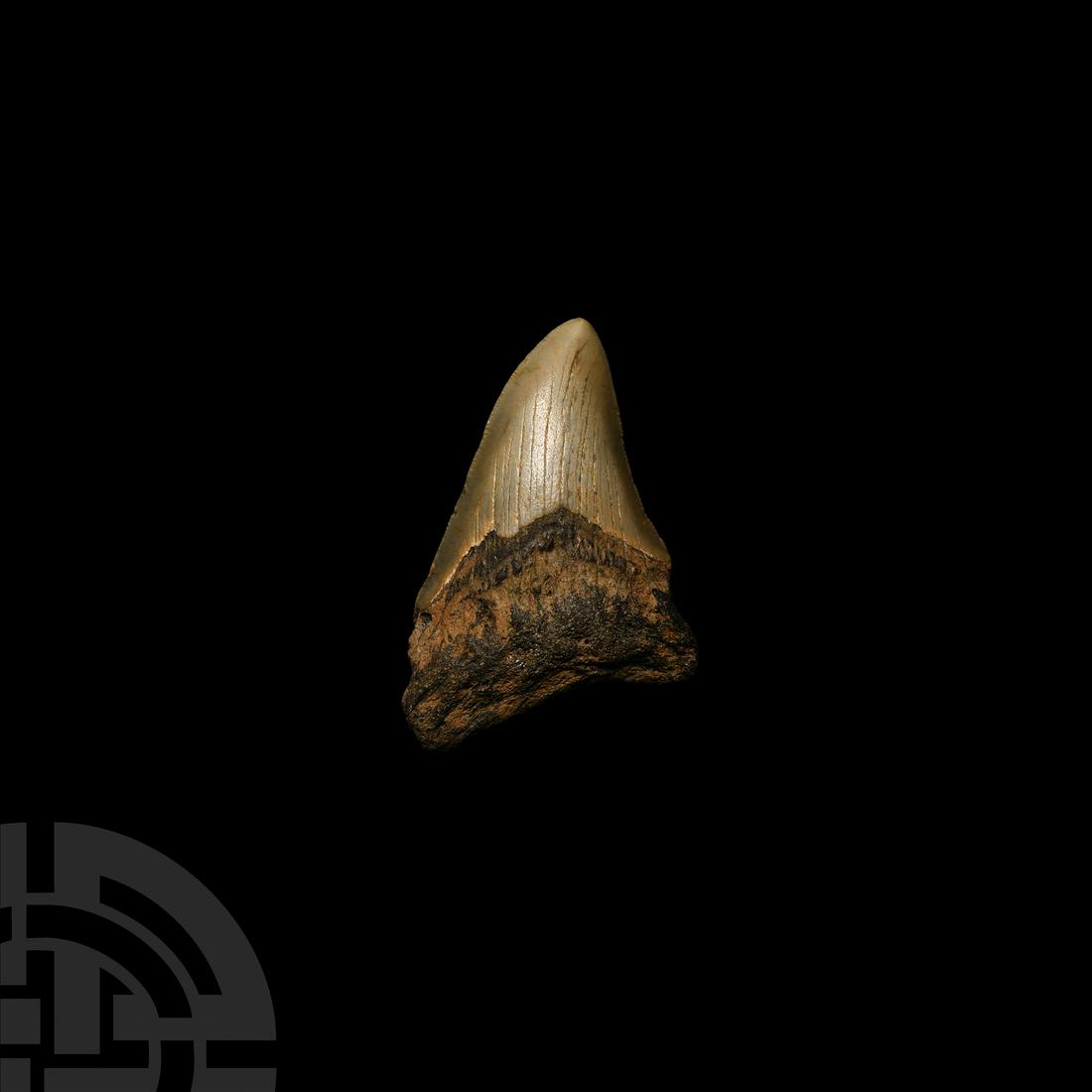 Natural History - Megalodon Giant Shark Fossil Tooth: Miocene-Pliocene Period, 23-3.5 million years B.P.. With serrations, from Carcharocles megalodon. 56.9 grams, 81 mm (3 1/8 in.). From Florida, USA. Collected 1930-1960. From the collection of the pala