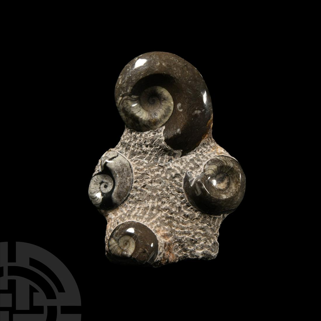 Natural History - Large Polished Goniatite Fossil Display (1 of 1)