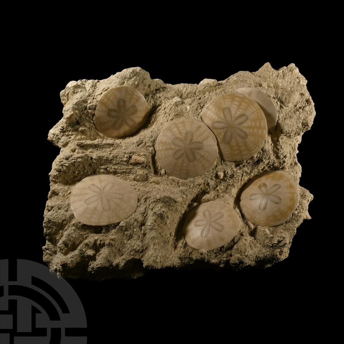 Natural History - Large Polished Fossil 'Sand Dollar' Multi Display (1 of 1)