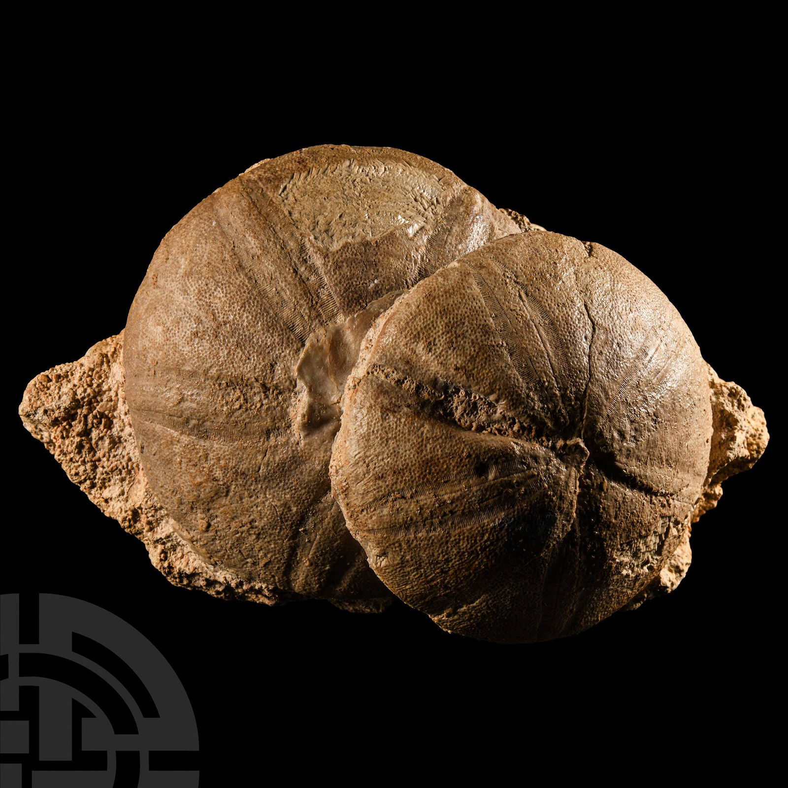 Natural History - Large Fossil Echinoid Display Pair (1 of 1)
