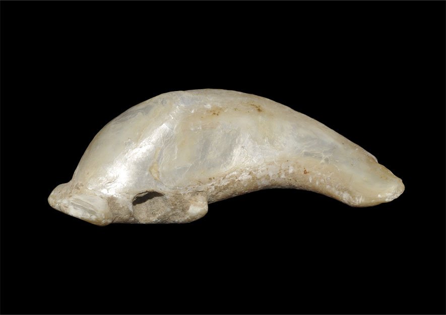 Byzantine Style Nacre Dolphin Pendant: An undated nacre pendant in the form of a dolphin, pierced for suspension. UK art and antiquities market, acquired prior to 1990. Shell, 17.91 grams, 48 mm (2"). [No Reserve]