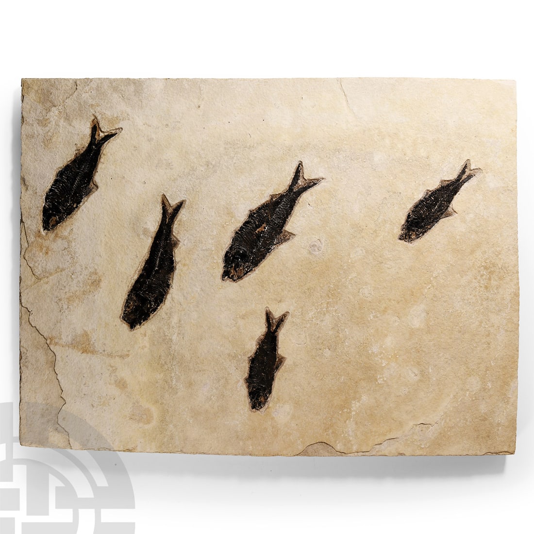 Natural History - Large Multi Fossil Fish Plate (1 of 1)