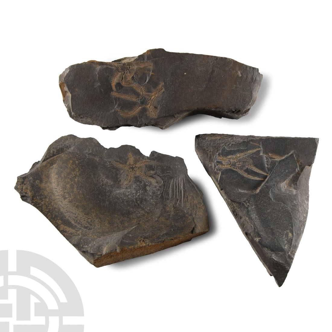 Natural History Fossil Brittle Star Group Auction