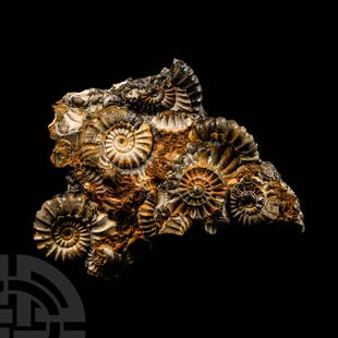 Natural History - Fossil Ammonite Group: Jurassic Period, circa 200 million years B.P. Promicroceras planicosta with iron stained surface giving a beautiful contrast in colour, from the Lower Lias, Obtusum Zone. 42.53 grams, 67 mm (2 3/5 in.