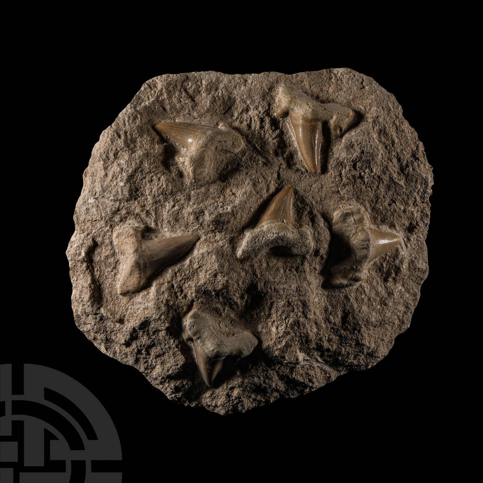 Natural History - Otodus Shark Fossil Teeth on Matrix: Eocene Period, circa 56-33 million years B.P. Comprising six Otodus obliquus teeth set on a matrix. 1.18 kg, 15.2 cm (6 in.). From a Cambridgeshire, UK, collection. [No Reserve]