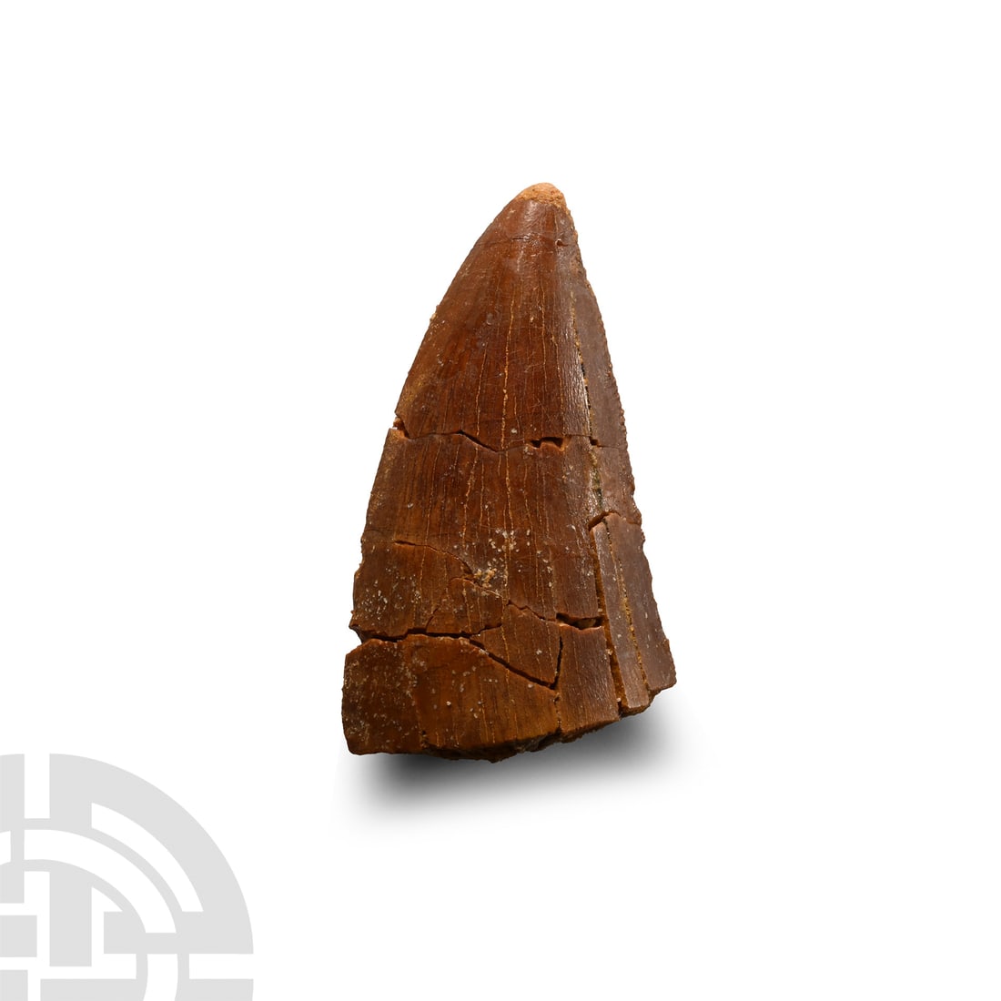 Natural History - African 'T-rex' Fossil Tooth: Cretaceous Period, circa 145-93 million years B.P. From Carcharodontosaurus saharicus (African T-rex) with some visible serration; repaired. 9.1 grams, 39 mm (1 1/2 in.). From the Tegana formation of