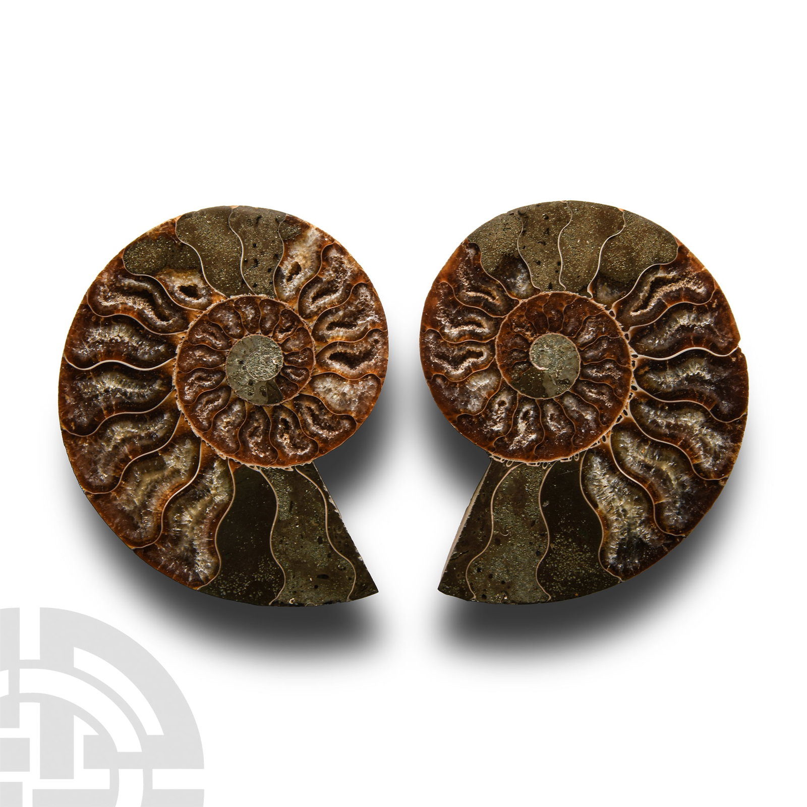 Natural History - Cut and Polished Fossil Ammonite: Middle Cretaceous Period, circa 150 million years B.P. Cleoniceras sp. displaying the distinctive pattern of the cross-section chambers, some iridescence to outer surfaces. 220 grams, 95 mm each (3 3/