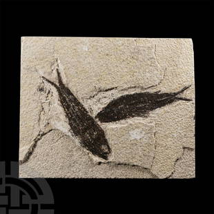 Natural History - Knightia Fossil Fish Plate: Eocene Period, circa 56-33 million years B.P. The square sandstone matrix with two Knightia alta fossil fish specimens. 507 grams, 16 x 13 cm (6 1/4 x 5 1/8 in.). From a Lincolnshire, UK,