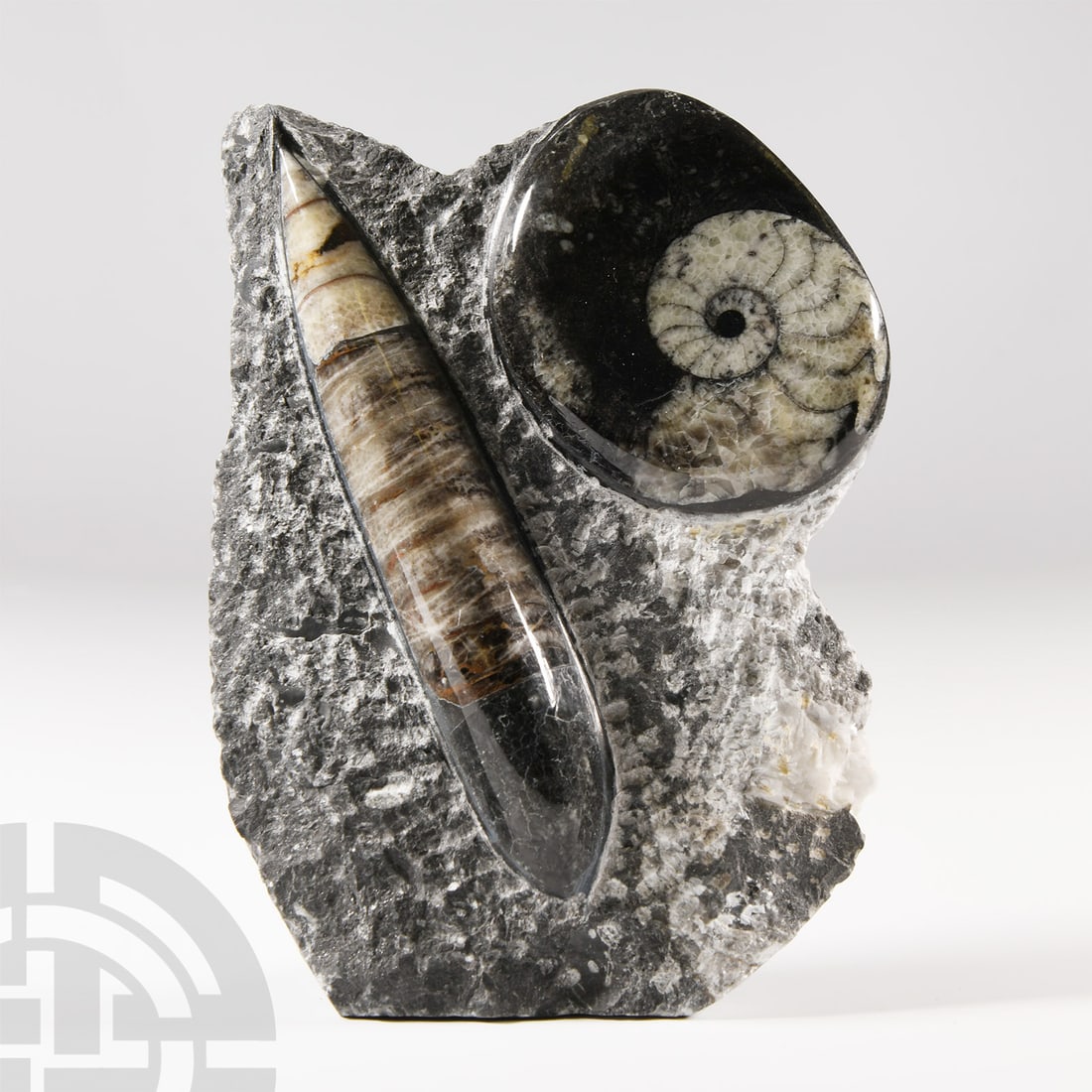 Natural History - Polished Fossil Goniatite and Orthoceras Stand: Devonian Period, circa 417-354 million years B.P. Both set on a textured freestanding matrix and polished to reveal the internal gas chambers. 810 grams, 16 cm high (6 1/4 in.). From a Cambridgeshire,
