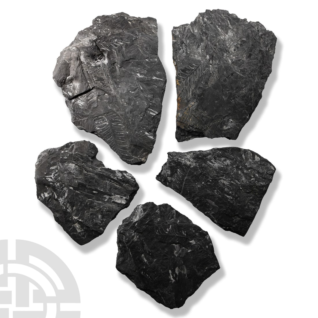 Natural History - White Pecopteris Fern Specimen Group (1 of 1)