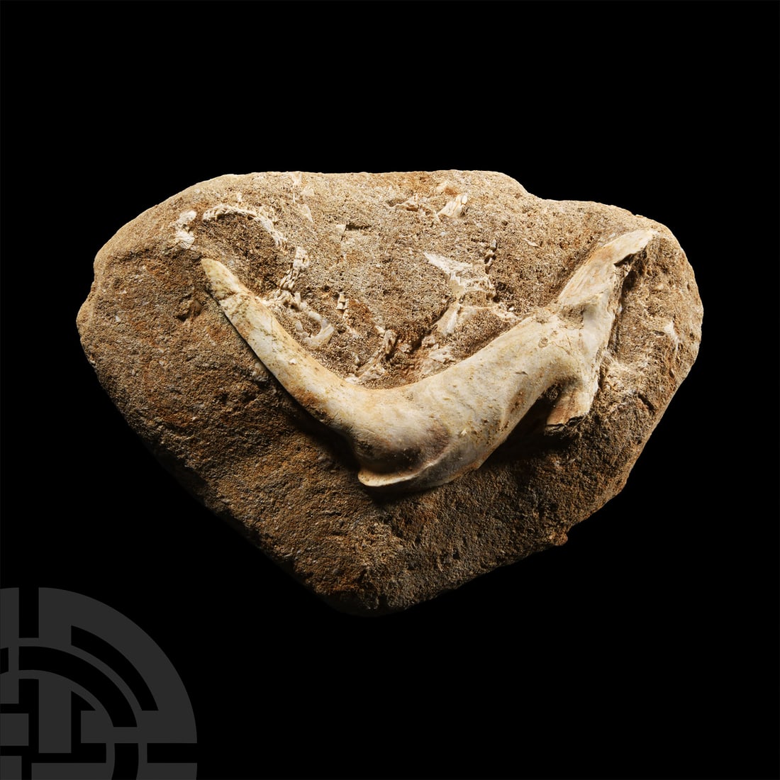 Natural History - Fossil Enchodus Tooth: Cretaceous Period, circa 145-65 million years B.P. The fang tooth with a section of the jaw, set on a sandstone matrix. 508 grams, 14.2 cm (5 1/2 in.). From Morocco, North Africa. From a Lincolnshire,