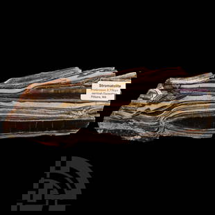 Natural History - 'Australian' Polished Stromatolite Chert Slice: Jeerinah Formation, circa 2.7 billion years B.P. Proterozoic with typical veins in cream, russet, brown and grey, with an identification label to one end. 549 grams, 23 cm (9 in.). Fropm Pilbara, West