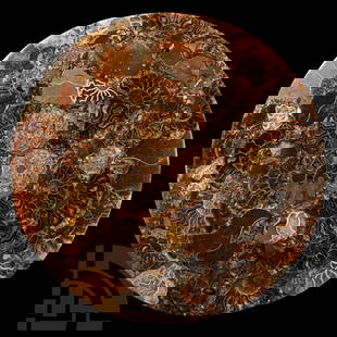Natural History - Polished Fossil Ammonite Plate: Jurassic Period, circa 199-145 million years B.P. A composite plate containing a large number of variously sized ammonites, polished upper face. 835 grams, 24.7 cm (9 3/4 in.). From Madagascar. From a
