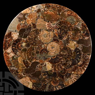 Natural History - Polished Fossil Ammonite Plate: Jurassic Period, circa 199-145 million years B.P. A composite plate containing a large number of variously sized ammonites, polished upper face. 835 grams, 24.7 cm (9 3/4 in.). From Madagascar. From a