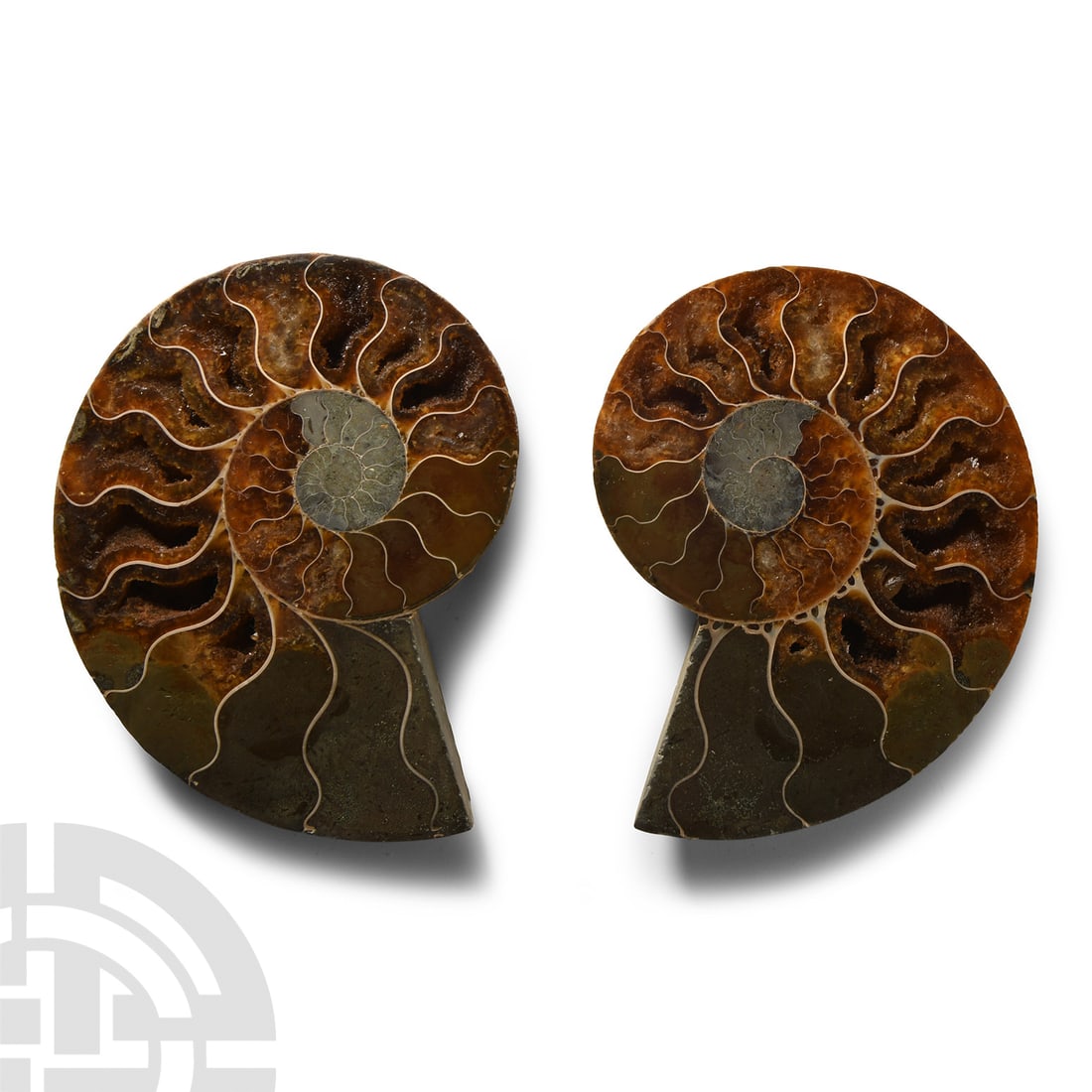 Natural History - Cut and Polished Fossil Ammonite: Cretaceous Period, circa 150 million years B.P.. Cleoniceras sp. displaying the distinctive pattern of the cross-section chambers. 269 grams total, 10.5-10.7 cm (4 1/8 - 4 1/4 in.). From Madagascar.Co