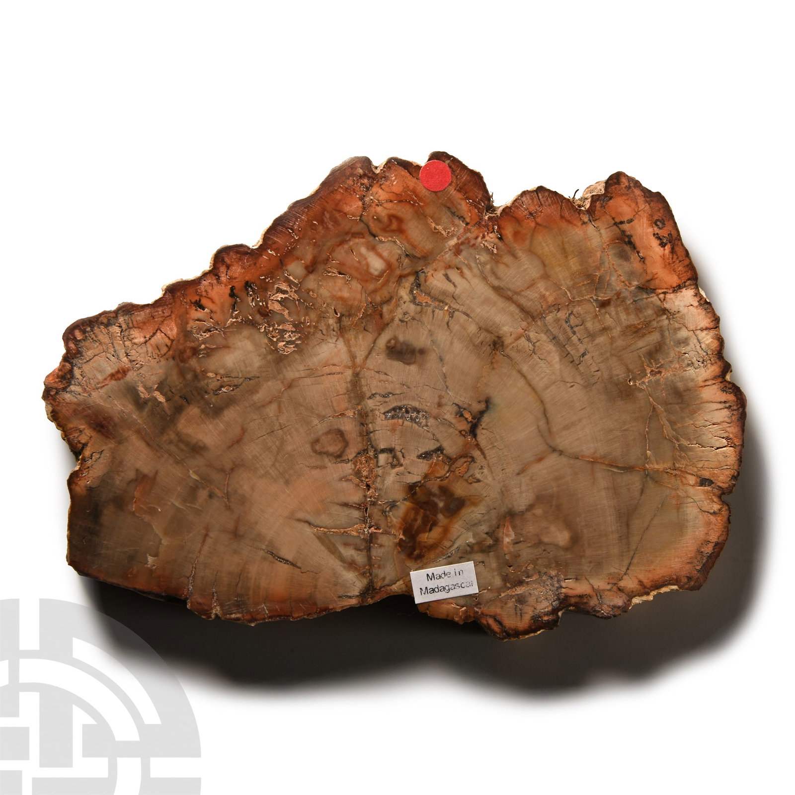 Natural History - Polished Fossilised Wood Slice: Late Triassic Period, circa 225 million years B.P.. With two cut and polished faces. 344 grams, 13.5 cm (5 3/8 in.). From a Lincolnshire, UK, collection. [No Reserve]