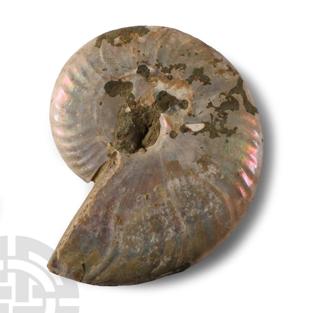 Natural History - Iridescent Fossil Ammonite (1 of 1)
