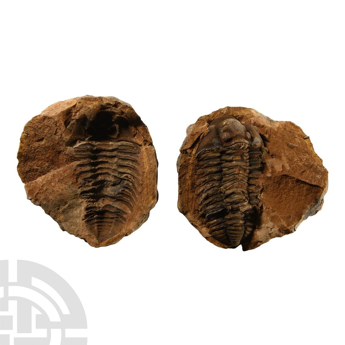 Natural History - Flexicalymene Fossil Trilobite Nodule (1 of 1)