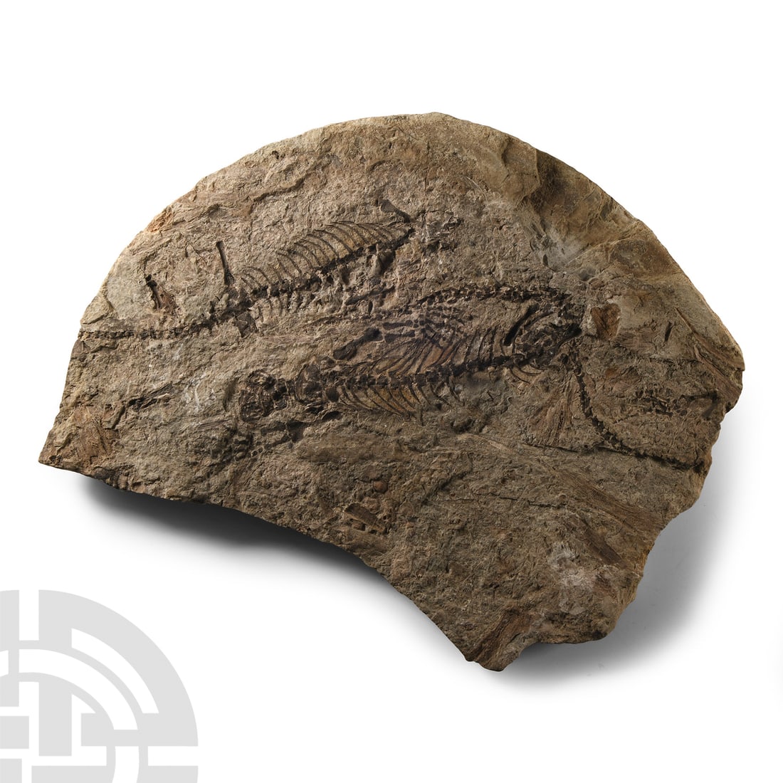 Natural History - Fossil Barasaur Reptile Skeletons (1 of 1)