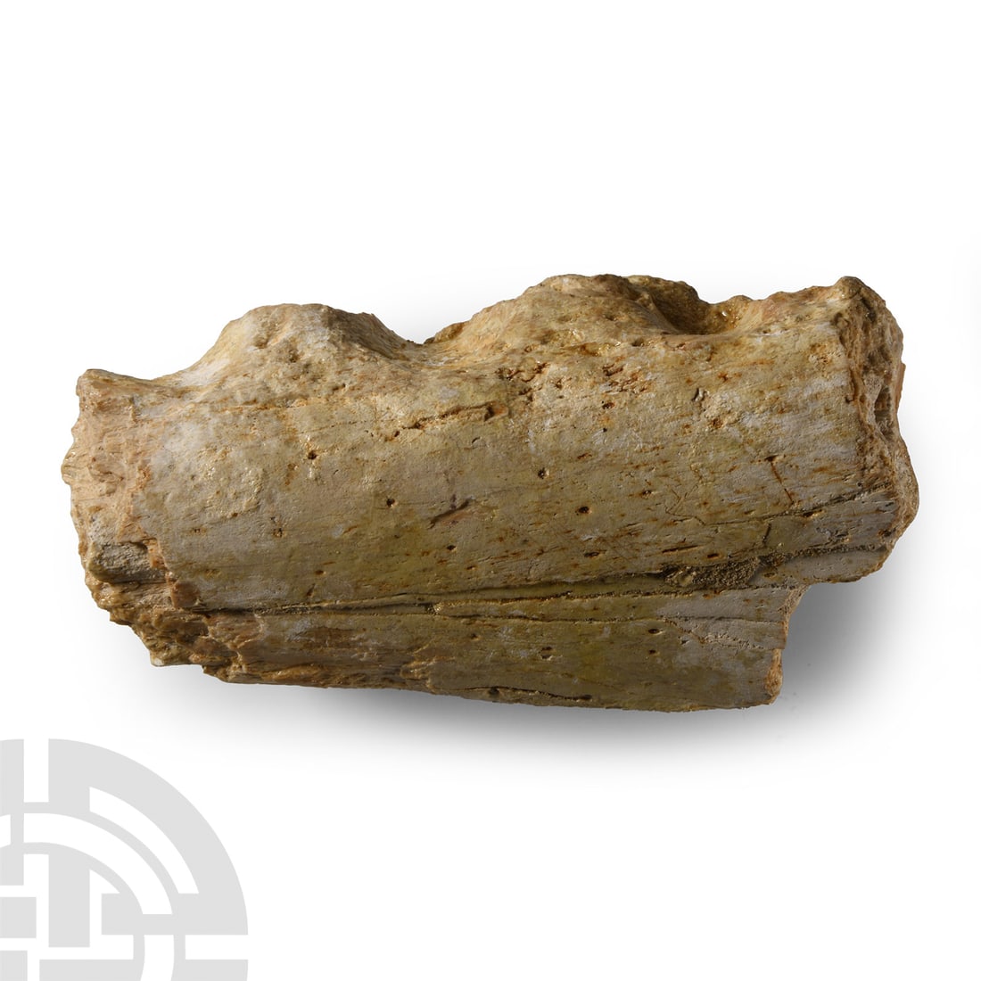 Natural History - Fossil Cretaceous Crocodile Jaw Section (1 of 1)