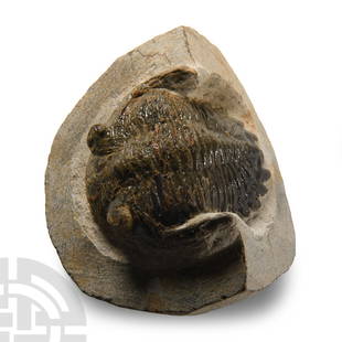 Natural History - Fossil Metcanthina Trilobite: Upper Devonian Period, circa 419-358 million years B.P.. A Metacanthina barrandei trilobite showing shell structure, eyes and side antenna; on a matrix. 158 grams, 63 mm (2 1/2 in.). From Hamar