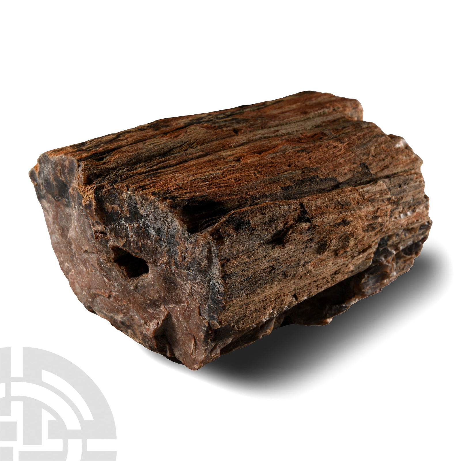 Natural History - Fossil Amazon Rainforest Fossil Tree Trunk Section (1 of 1)