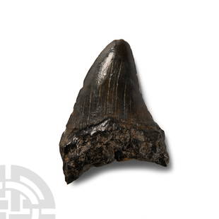 Natural History - Megalodon Giant Shark Fossil Tooth: Pliocene Period, 5.2-2.5 million years B.P.. Triangular tooth of Carcharocles megalodon displaying some good polished enamel. 29.5 grams, 60 mm (2 3/8 in.). Property of the vendor's father, thence