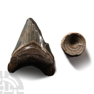 Natural History - Fossil Shark Vertebrae and Megalodon Giant Shark Tooth Group: Jurassic-Pliocene Period, circa 190-2.5 million years B.C. Comprising a lamnoid-type vertebra with visible septa, the Otodus megalodon tooth with some good enamel and partial serrations. 72.5 grams