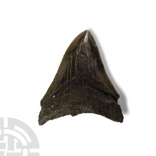 Natural History - Megalodon Giant Shark Fossil Tooth: Pliocene Period, 5.2-2.5 million years B.P.. Triangular tooth of Carcharocles megalodon displaying some good polished enamel and serrations to the edges. 66 grams, 76 mm (3 in.). Property of the