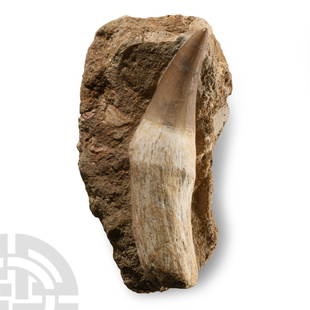 Natural History - Fossil Mosasaur 'Marine Dinosaur' Tooth with Root: Cretaceous Period, circa 145-65 million years B.P.. Comprising of Prognathodon sp. tooth with root on a sandstone matrix. 168 grams, 10 cm (4 in.). From in the phosphate mine region, Khouribga,