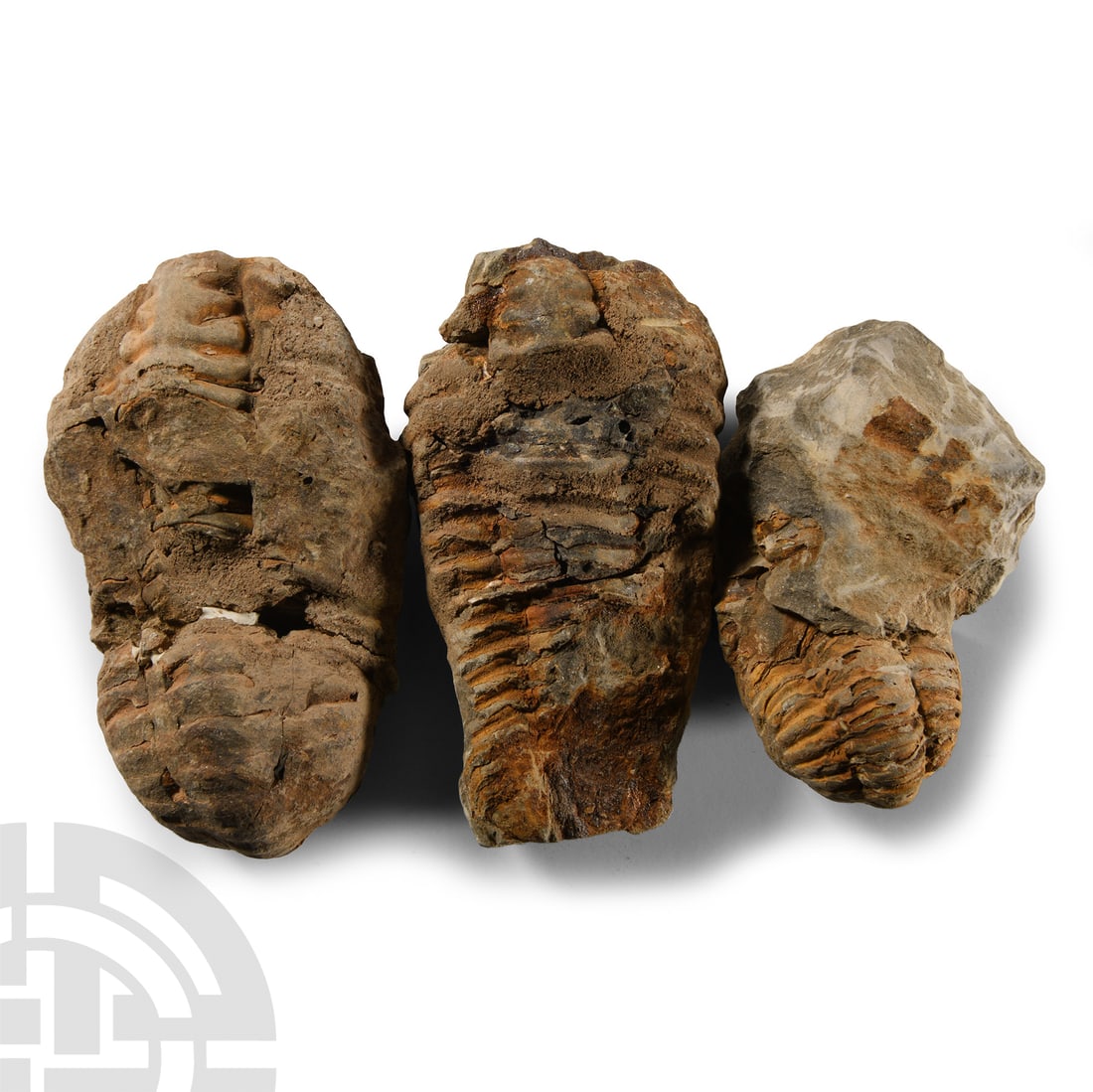 Natural History - Flexicalymene Fossil Trilobite Group (1 of 1)