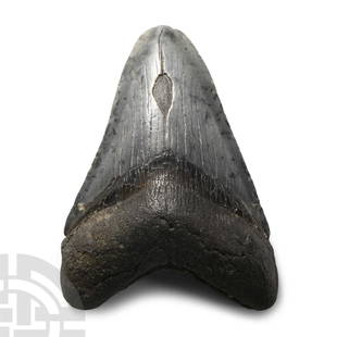 Natural History - Megalodon Giant Shark Fossil Tooth: Lower Palaeolithic Period, circa 400,000 B.P.. Carcharocles megalodon tooth with some good polished enamel. 76.2 grams, 79 mm (3 1/8 in.). From Florida, USA.Collected between 1930 and 1960.From