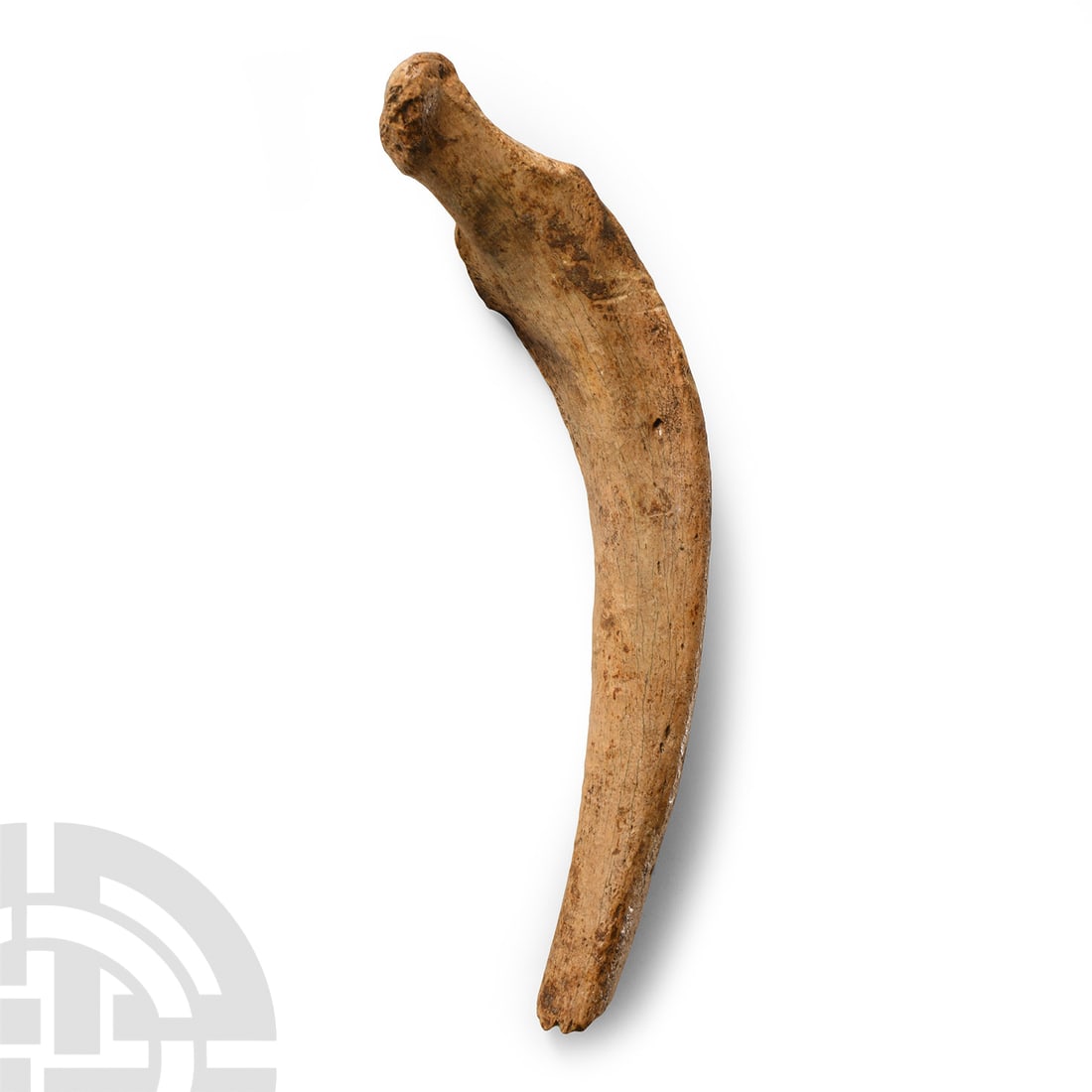 Natural History - Fossil Cave Bear Rib Bone: Pleistocene Period, 2.6 million-11,700 years B.P.. A section of rib from the cave bear Ursus spelaeus. 50 grams, 15.6 cm (6 1/8 in.). From Romania.Acquired during 1980s.From an old Bristol collection.