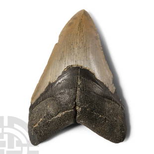 Natural History - Megalodon Giant Shark Fossil Tooth: Pliocene Period, 5.2-2.5 million years B.P.. Triangular tooth from Carcharocles megalodon displaying some good polished enamel. 225 grams, 12.4 cm (4 7/8 in.). Acquired on the UK art market.From