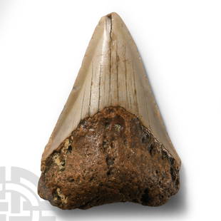 Natural History - Fossil Megalodon Giant Shark Tooth: Pliocene Period, 5.2-2.5 million years B.P.. Carcharocles megalodon tooth displaying some good polished enamel. 53 grams, 69 mm (2 3/4 in.). Ex Lincolnshire, UK, collection. Carcharodon megalodon