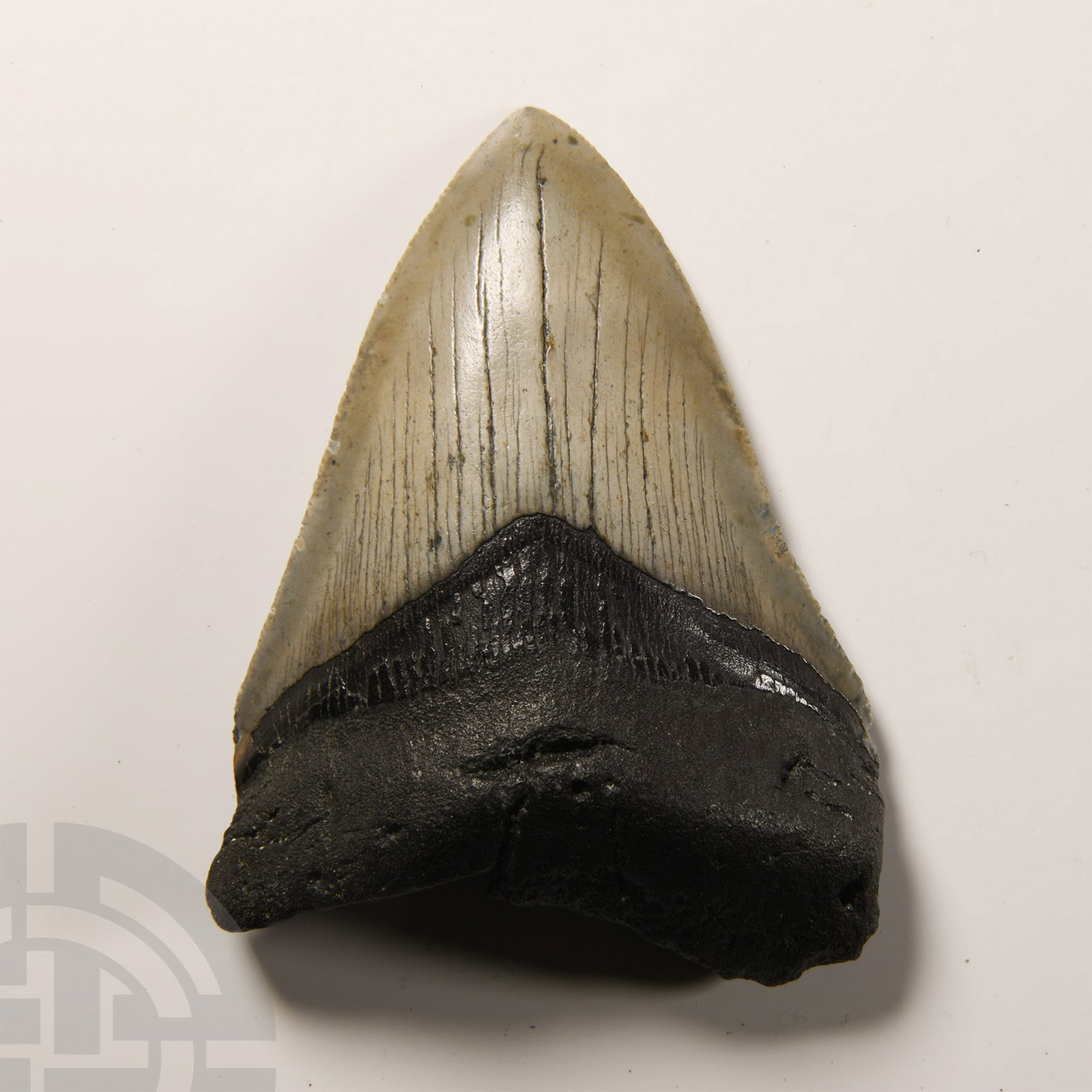 Natural History - Fossil Megalodon Giant Shark Tooth: Pliocene Period, circa 5.2-2.5 million years B.P. A Carcharocles megalodon tooth displaying good polished enamel. 150 grams, 10 cm (4 in.). From a Lincolnshire, UK, collection. Property of a Cambridge
