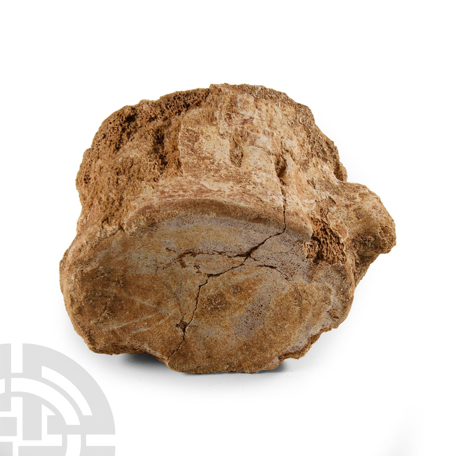 Natural History - Plesiosaurus 'Marine Dinosaur' Fossil Vertebra (1 of 1)