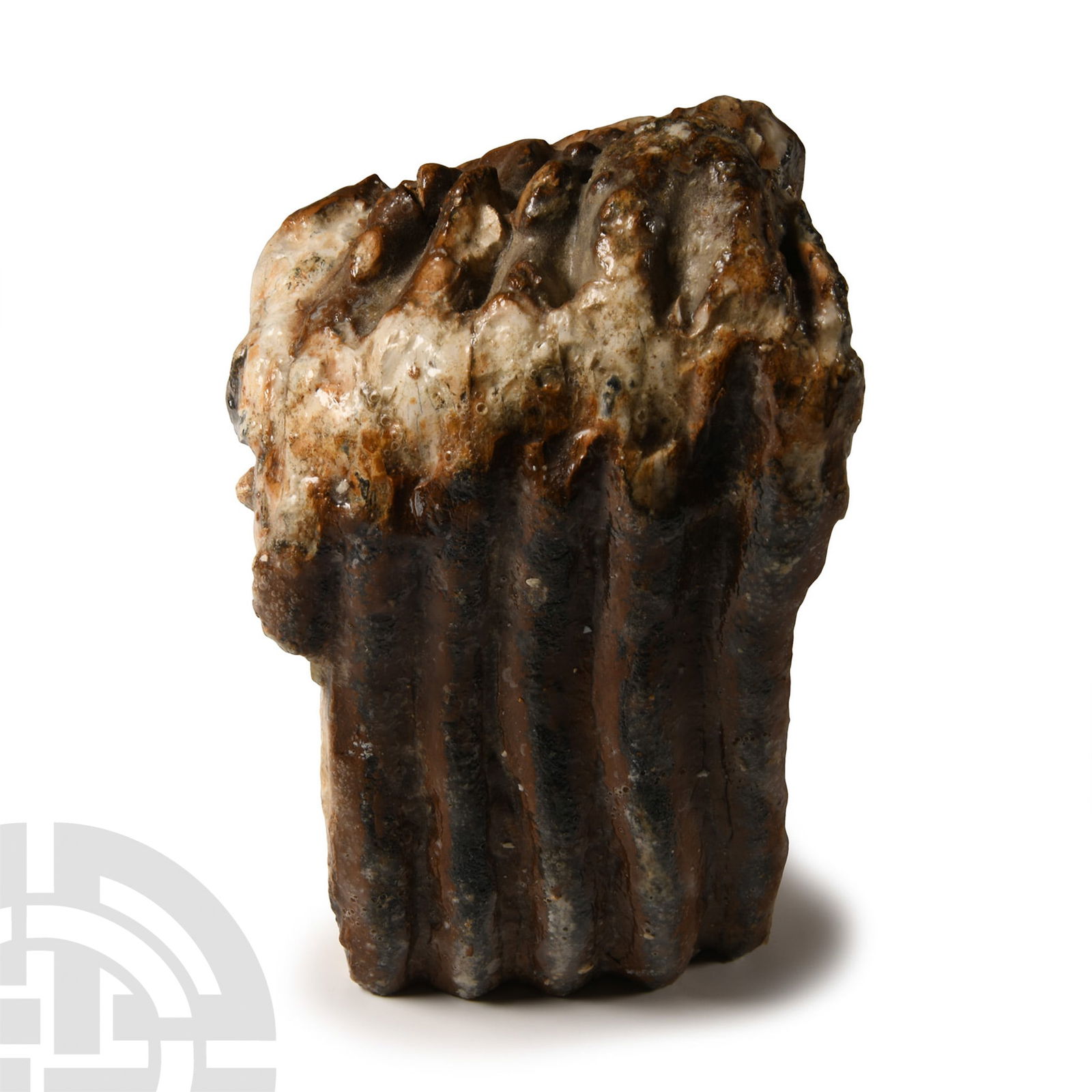 Natural History - 'North Sea' Fossil Woolly Mammoth Partial Tooth: Pleistocene Period, 2.6 million-11,700 years B.P. A conserved and varnished Mammuthus primigenius partial tooth. 887 grams, 13.4 cm (5 1/4 in.). Dredged from the North Sea, probably from Brown Bank, L