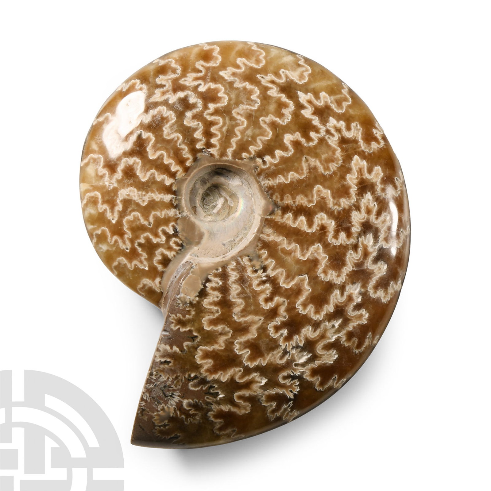 Natural History - Polished Fossil Cleoniceras Ammonite: Cretaceous Period, circa 113-100 million years B.P. Polished to reveal the internal suture lines, some iridescence to the centre. 188 grams, 93 mm (3 5/8 in.). From Madagascar. From a Lincolnshire, UK